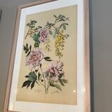 Lithography flowers from 1890
