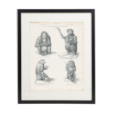 Old engraving of Primates: Ourang Outang, Lotong, Proboscis Monkey, Great Baboon