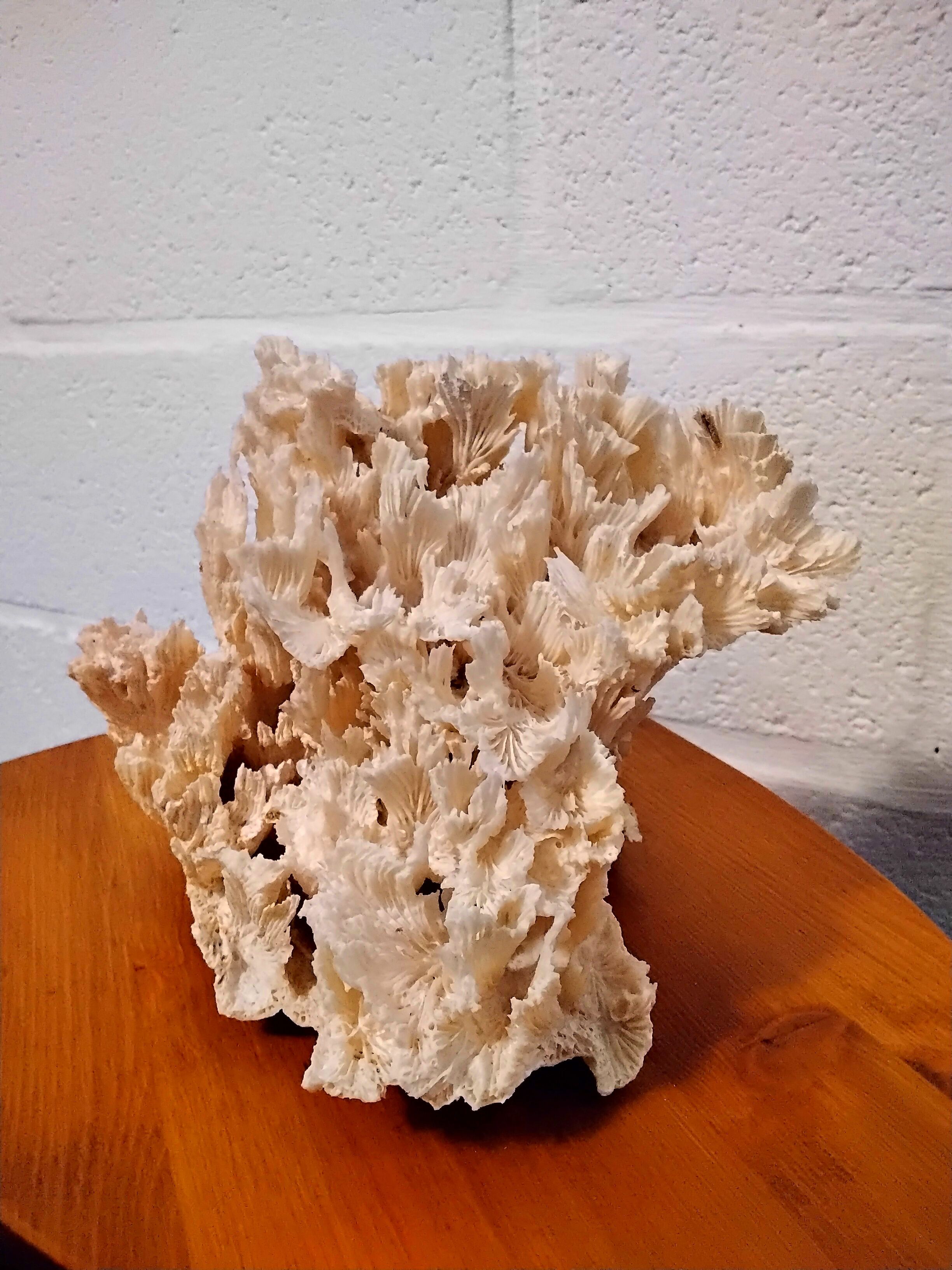 White coral