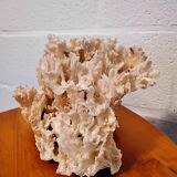 White coral