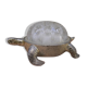 Vintage flower turtle