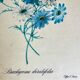 Vintage botanical board frame with blue flowers