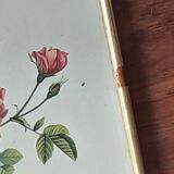 Tableau rose Redouté