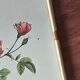 Redouté pink painting