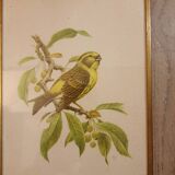 Lithographies anciennes 1957
