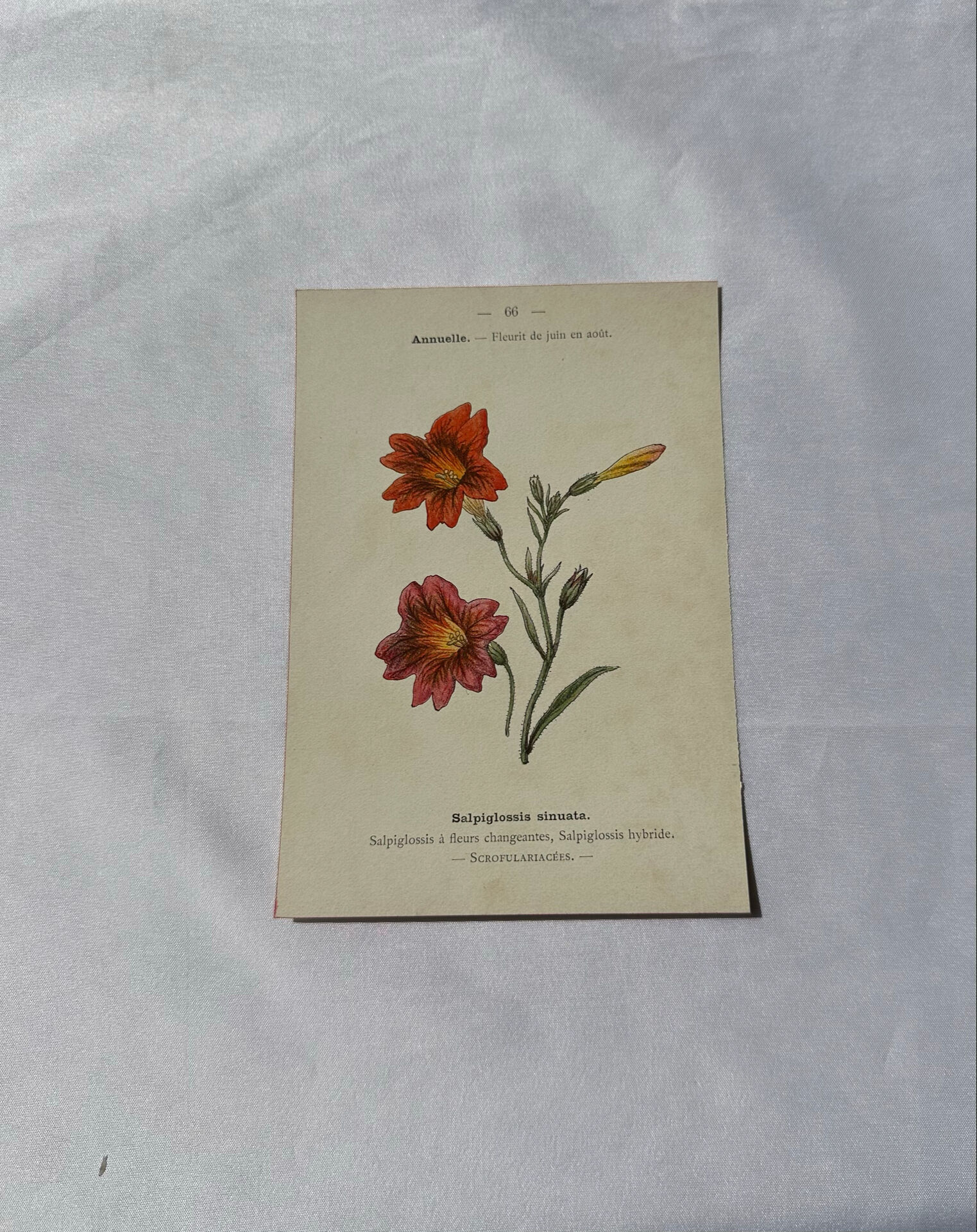 🌿 Botanical Plate Old Naturalist Engraving 19th Century Double-Sided