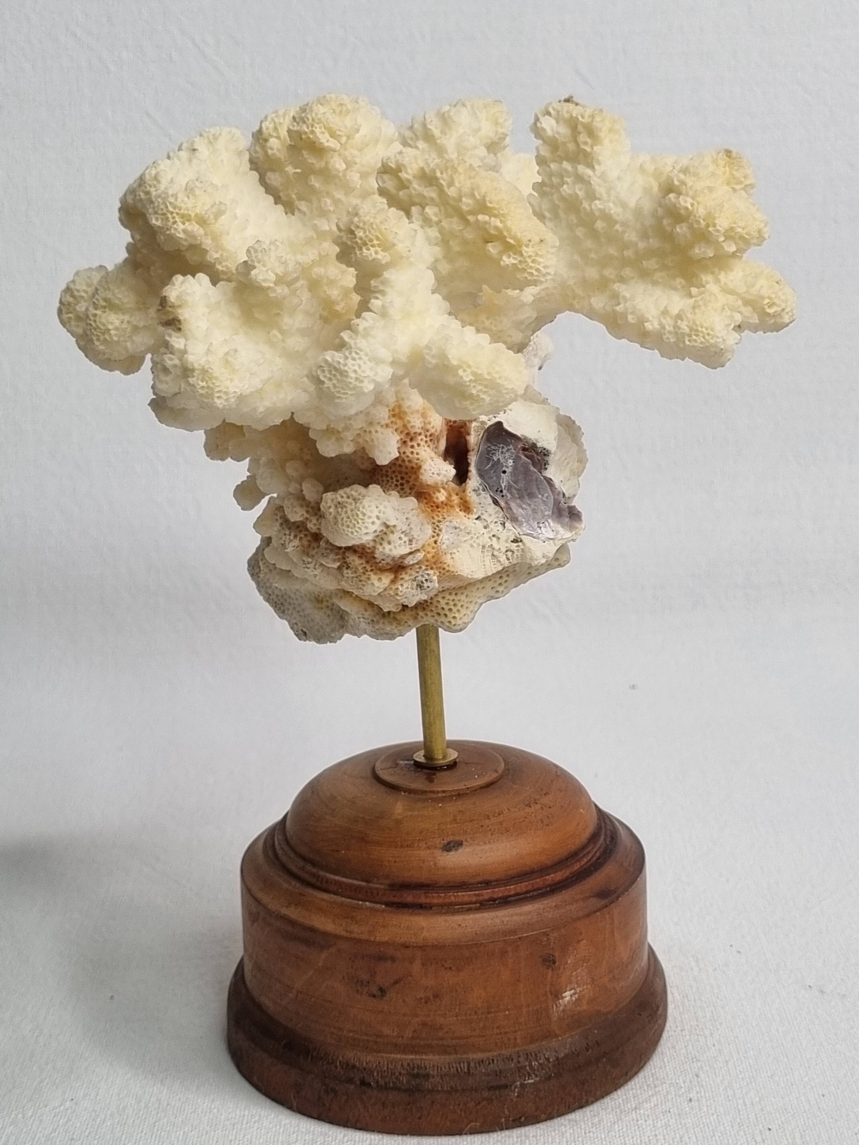 Antique natural coral mounted on turned wooden base, 17 cm