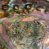Coquille d'abalone coquille de nacre