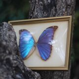 Butterfly under glass bresil