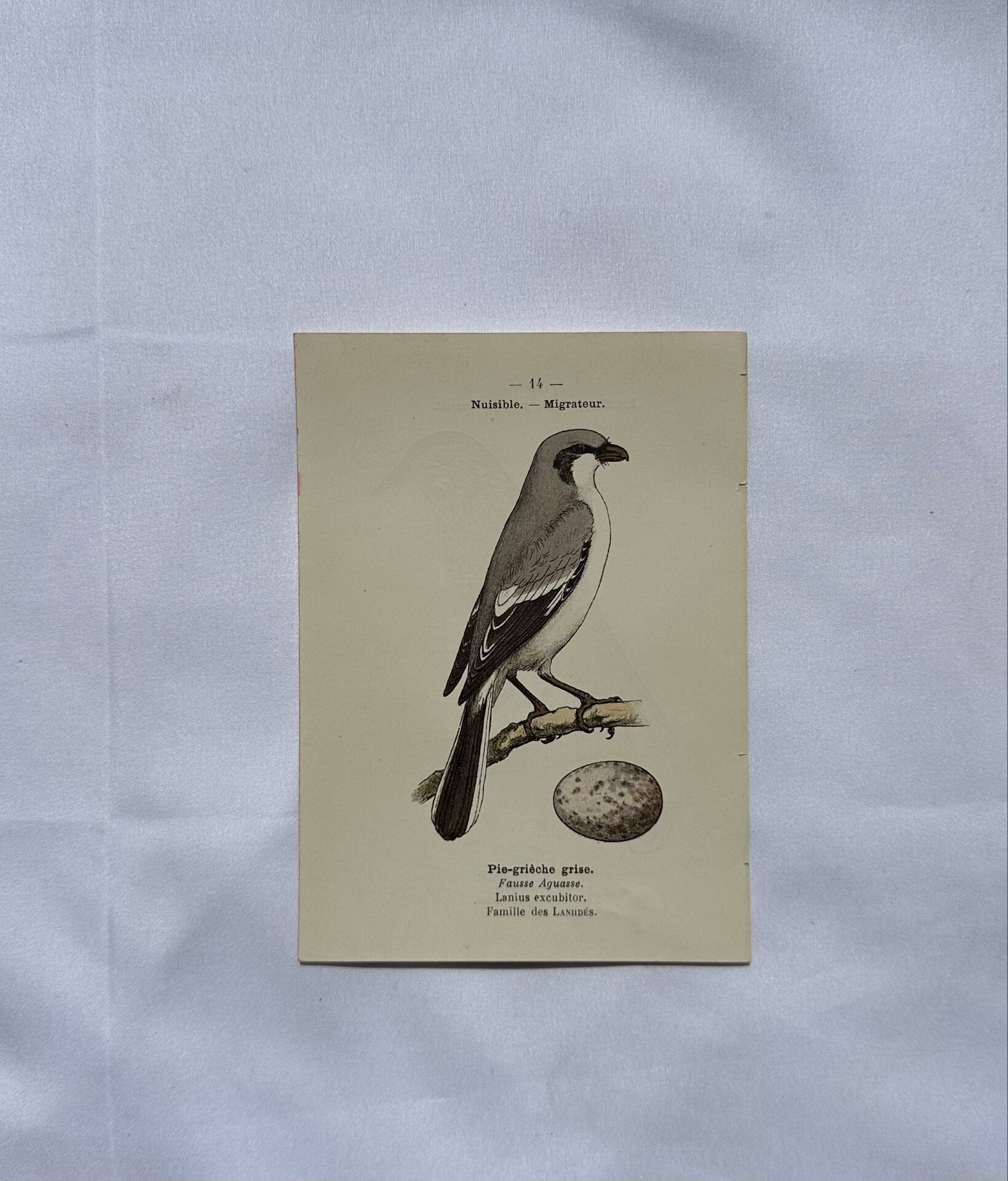 Planche Botanique Gravure oiseaux naturaliste  19eme recto verso  A
