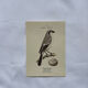 Planche Botanique Gravure oiseaux naturaliste  19eme recto verso  A