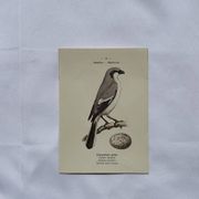 Botanical Plate Engraving of Birds, Naturalist, 19th Century, Double-sided A