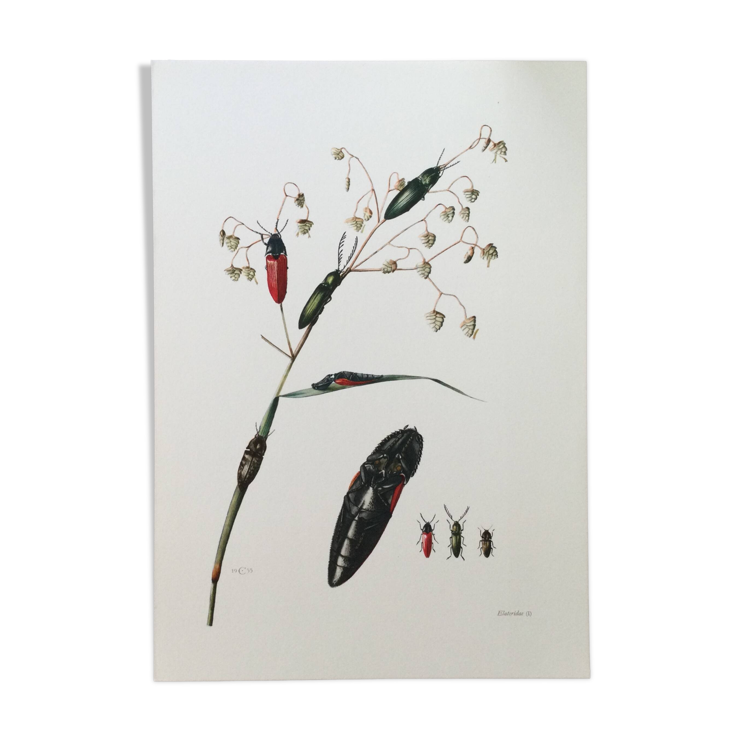 Antique illustration of click beetles, vintage print, 1960s