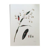 Illustration Insectes Taupin, années 60