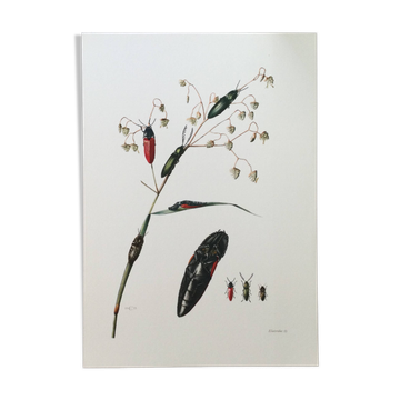 Antique illustration of click beetles, vintage print, 1960s