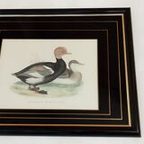 Gravure canard siffleur à tête rouge