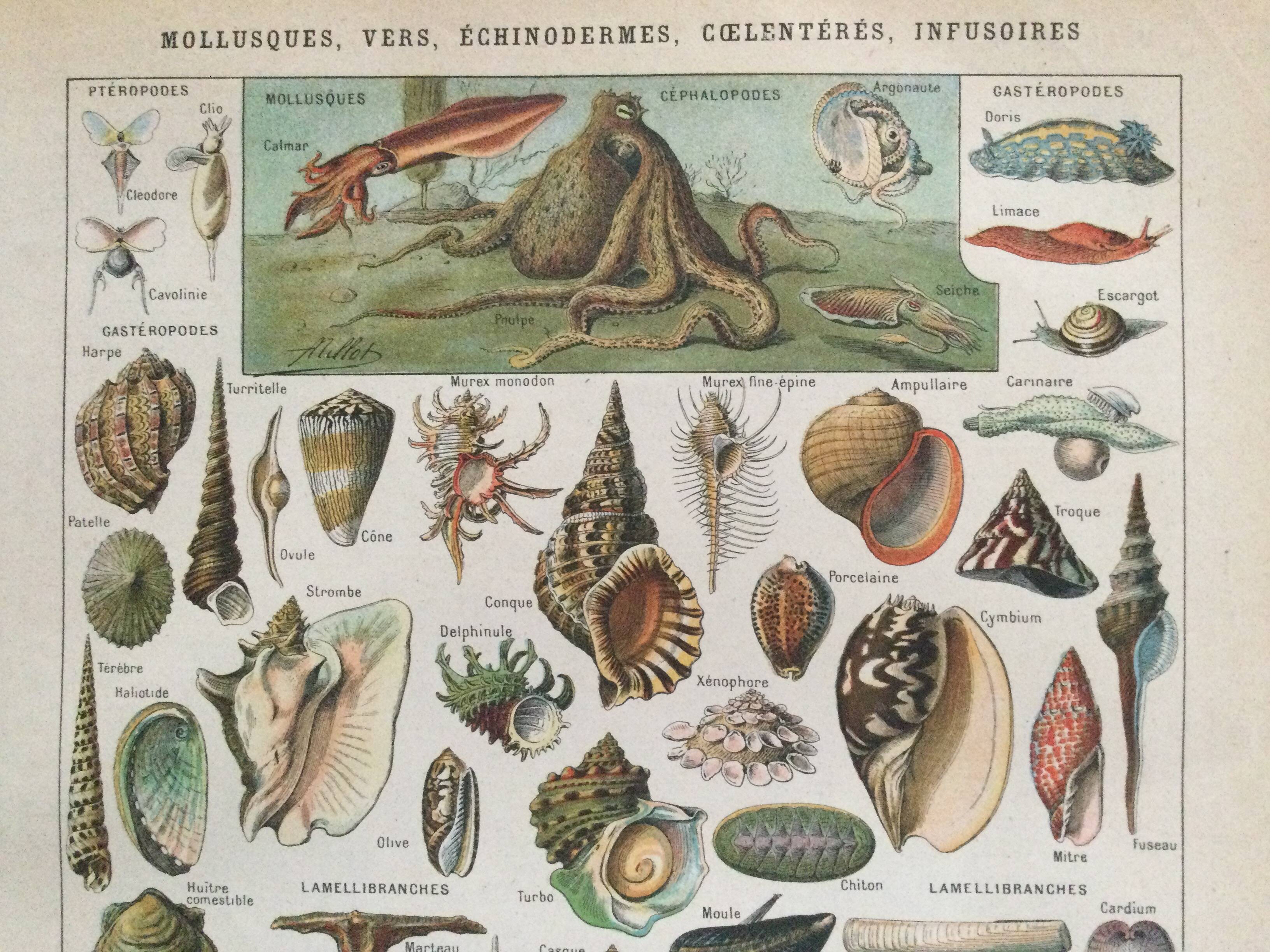 Old engraving 1897 - Molluscs Shells - botanical plate