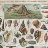 Old engraving 1897 - Molluscs Shells - botanical plate