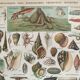 Old engraving 1897 - Molluscs Shells - botanical plate