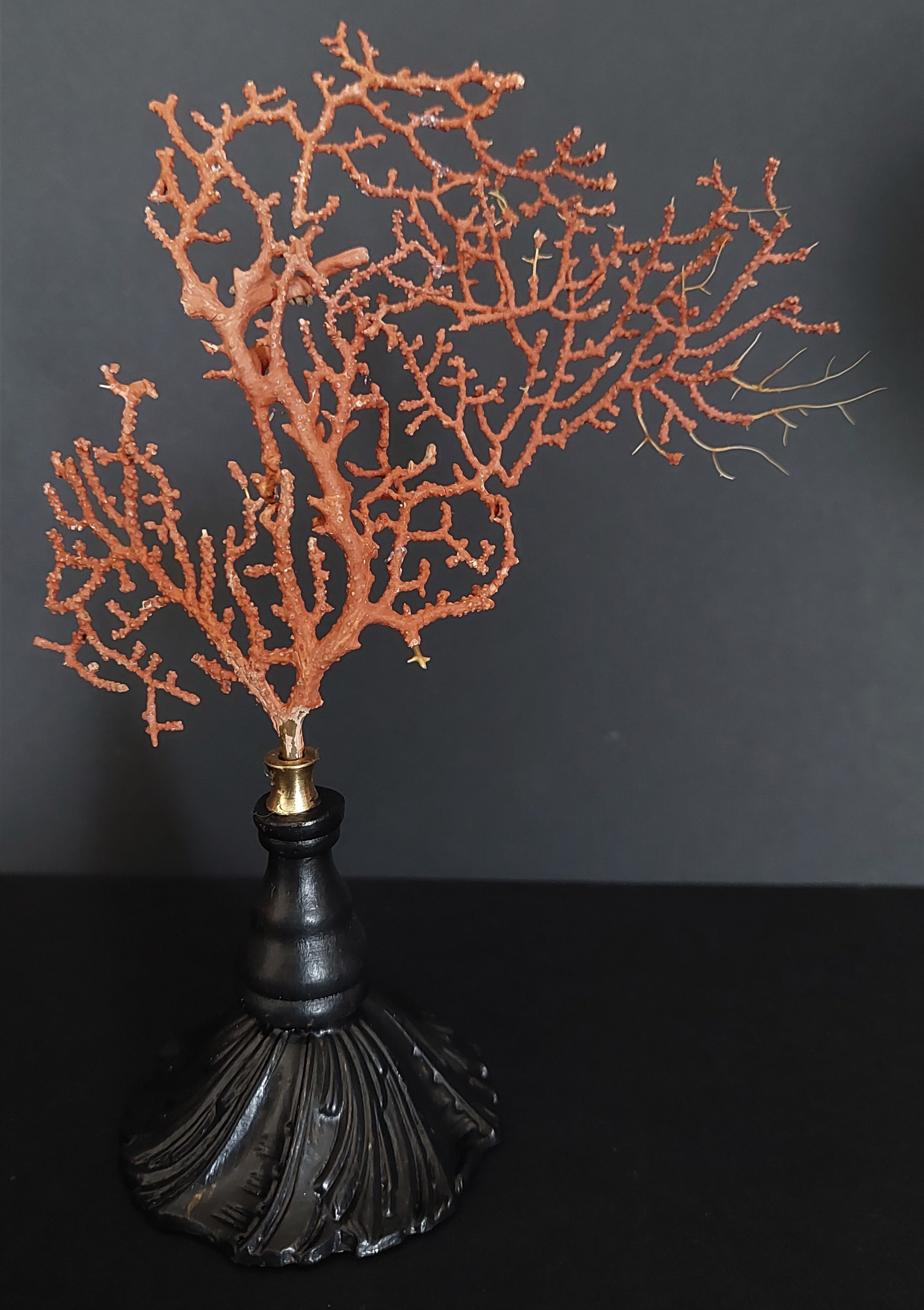 Cabinet of Curiosities red gorgon paramuricea clavata on base