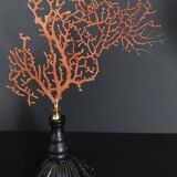 Cabinet of Curiosities red gorgon paramuricea clavata on base