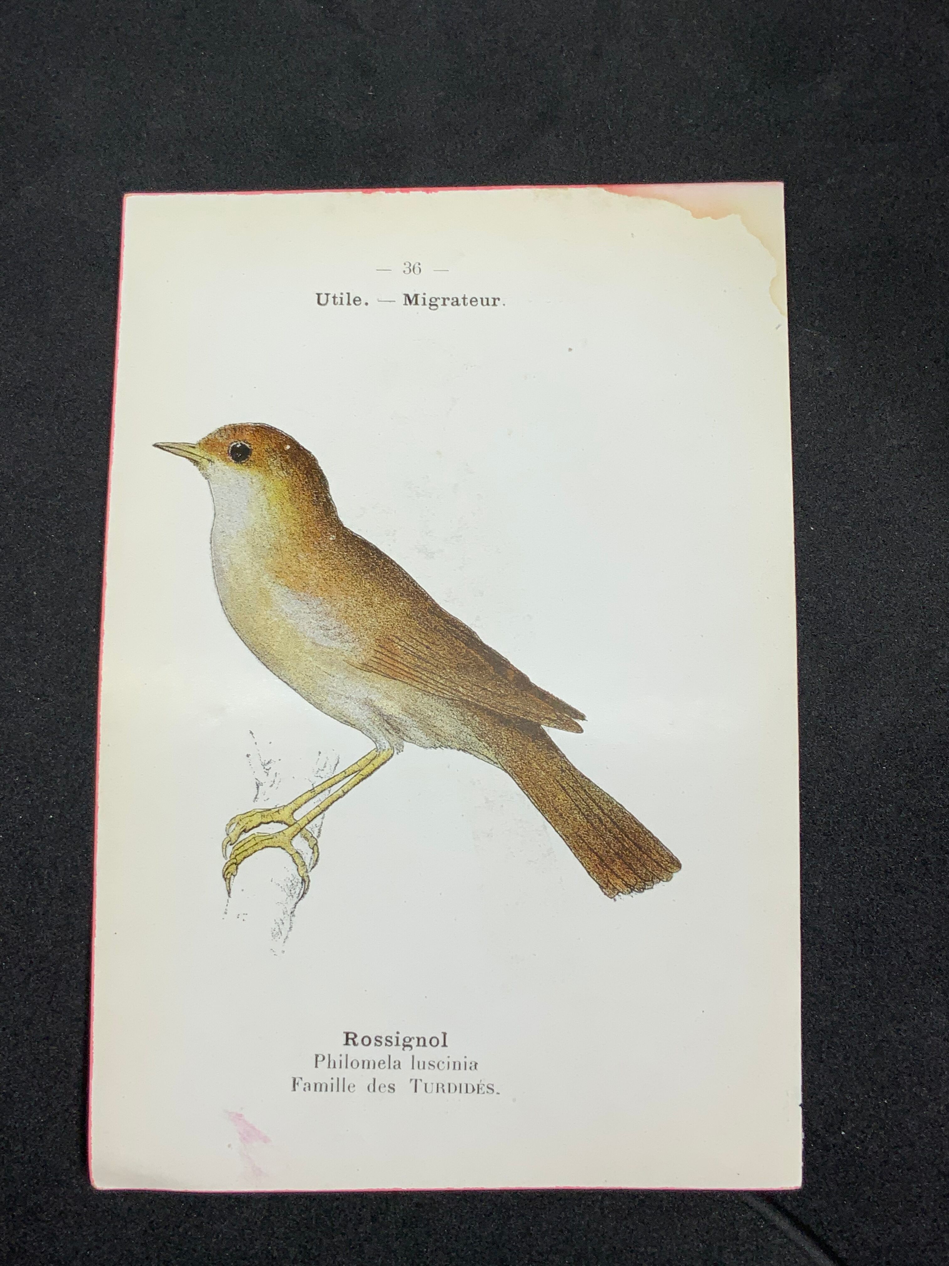 Planche naturaliste ancienne oiseaux gravure double face ouvrage 1908 G. Denise
