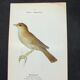 Planche naturaliste ancienne oiseaux gravure double face ouvrage 1908 G. Denise