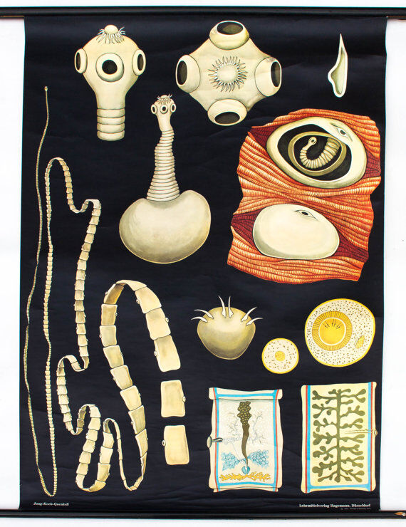 Wall poster of the school from Jung-Koch-Quentell "worms" 1972