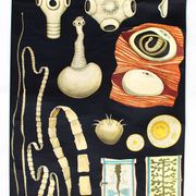 Wall poster of the school from Jung-Koch-Quentell "worms" 1972