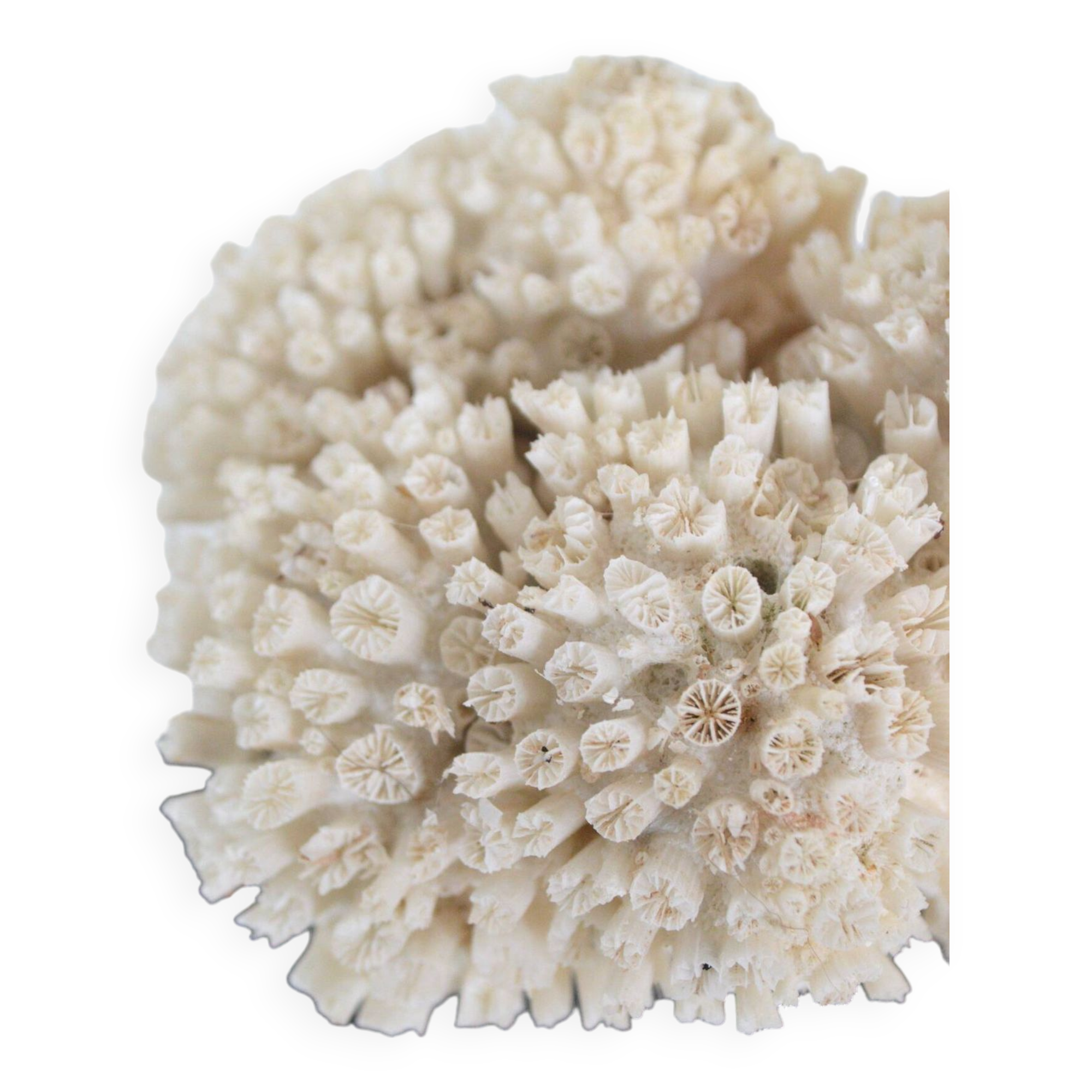 Corail blanc