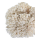 Corail blanc