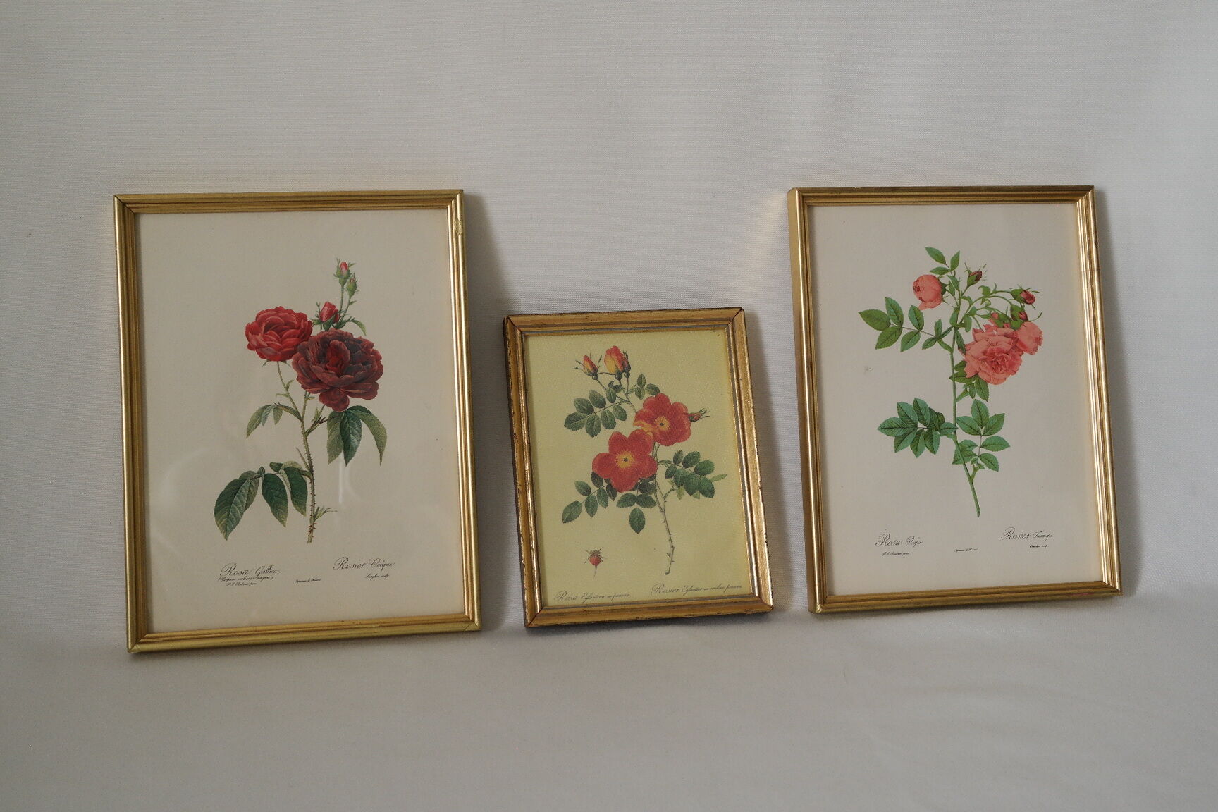lithographies de botanique roses vintage