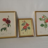 vintage pink botany lithographies