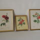 lithographies de botanique roses vintage