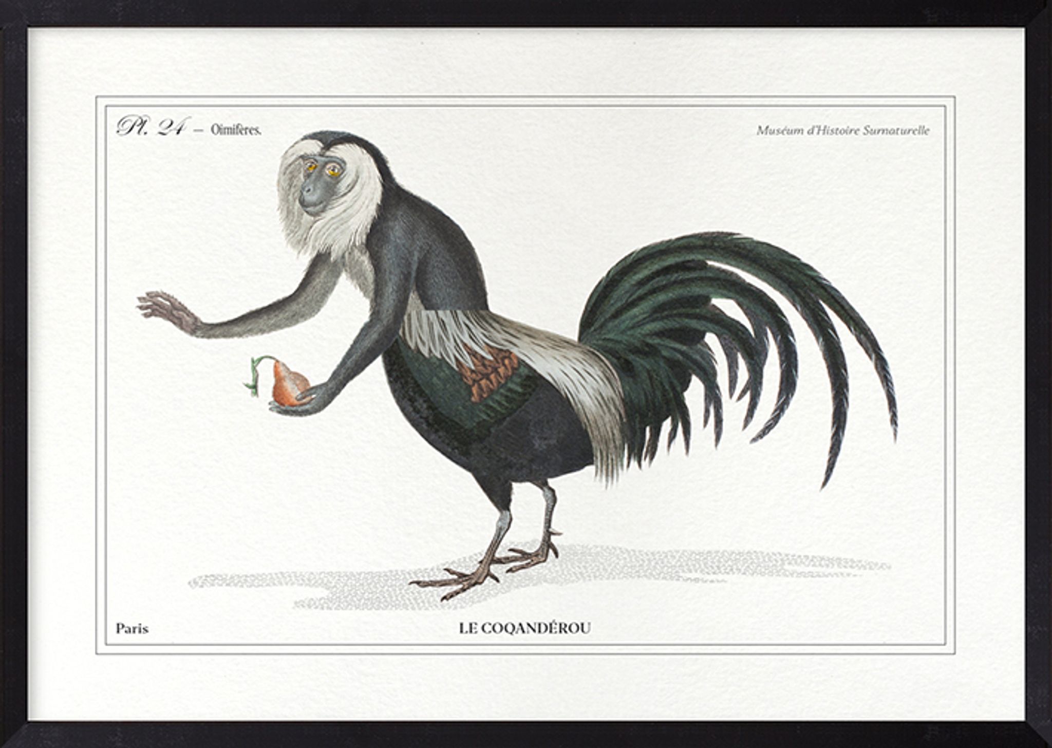 Chimera lithograph animal engraving - the coquandérou