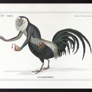 Chimera lithograph animal engraving - the coquandérou