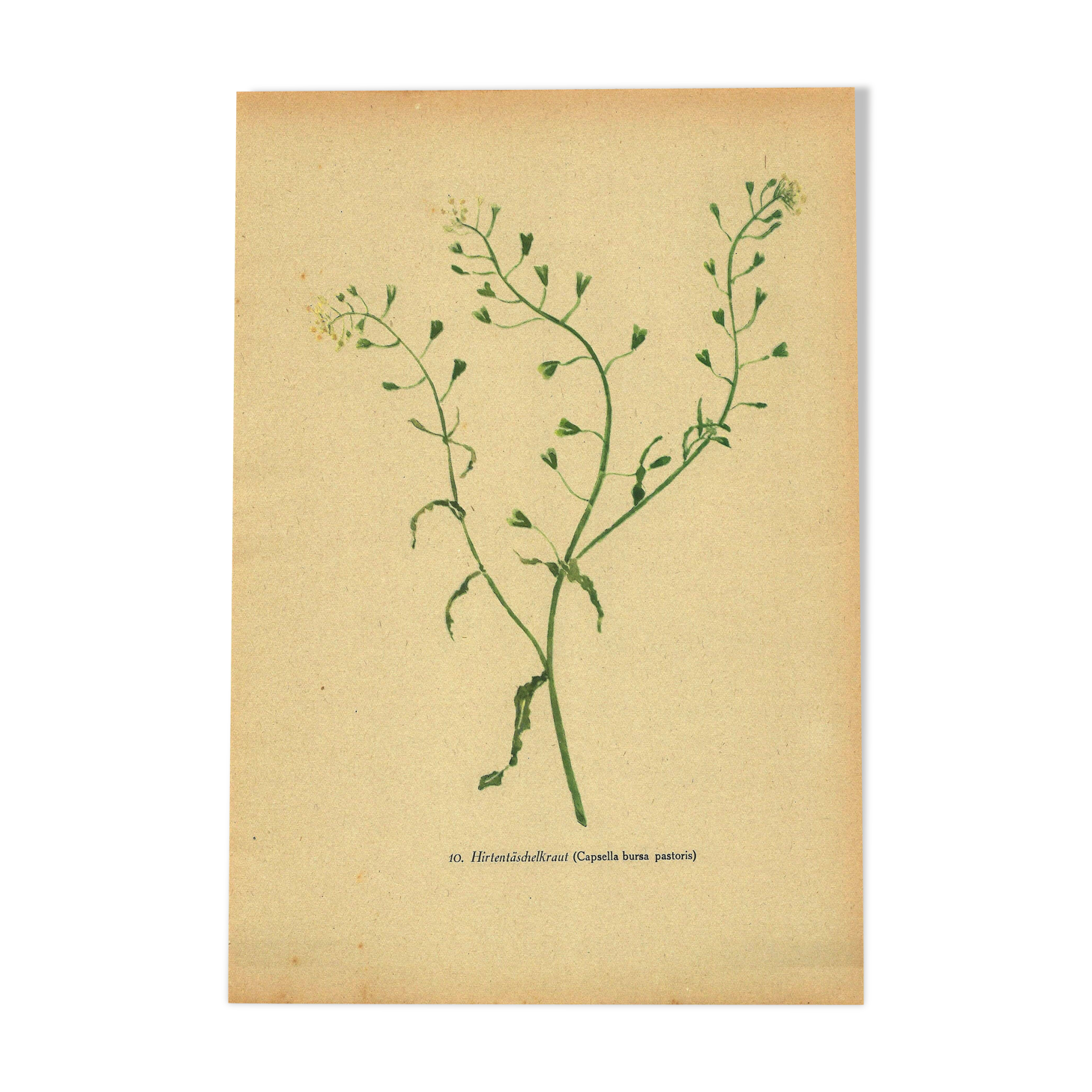 Antique illustration from 1948. Meadow flower by Strache. Shepherd's purse