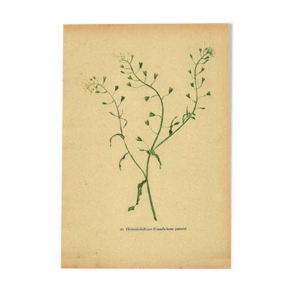 Illustration de 1948, Fleur des prés, bourse-à-pasteur par Strache — Beyit