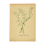 Antique illustration from 1948. Meadow flower by Strache. Shepherd's purse