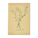Antique illustration from 1948. Meadow flower by Strache. Shepherd's purse