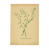 Antique illustration from 1948. Meadow flower by Strache. Shepherd's purse