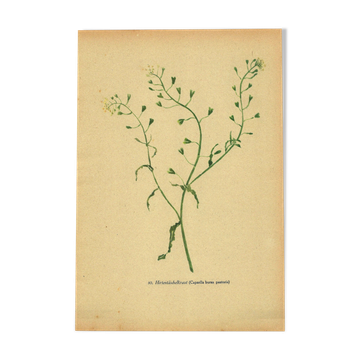 Antique illustration from 1948. Meadow flower by Strache. Shepherd's purse