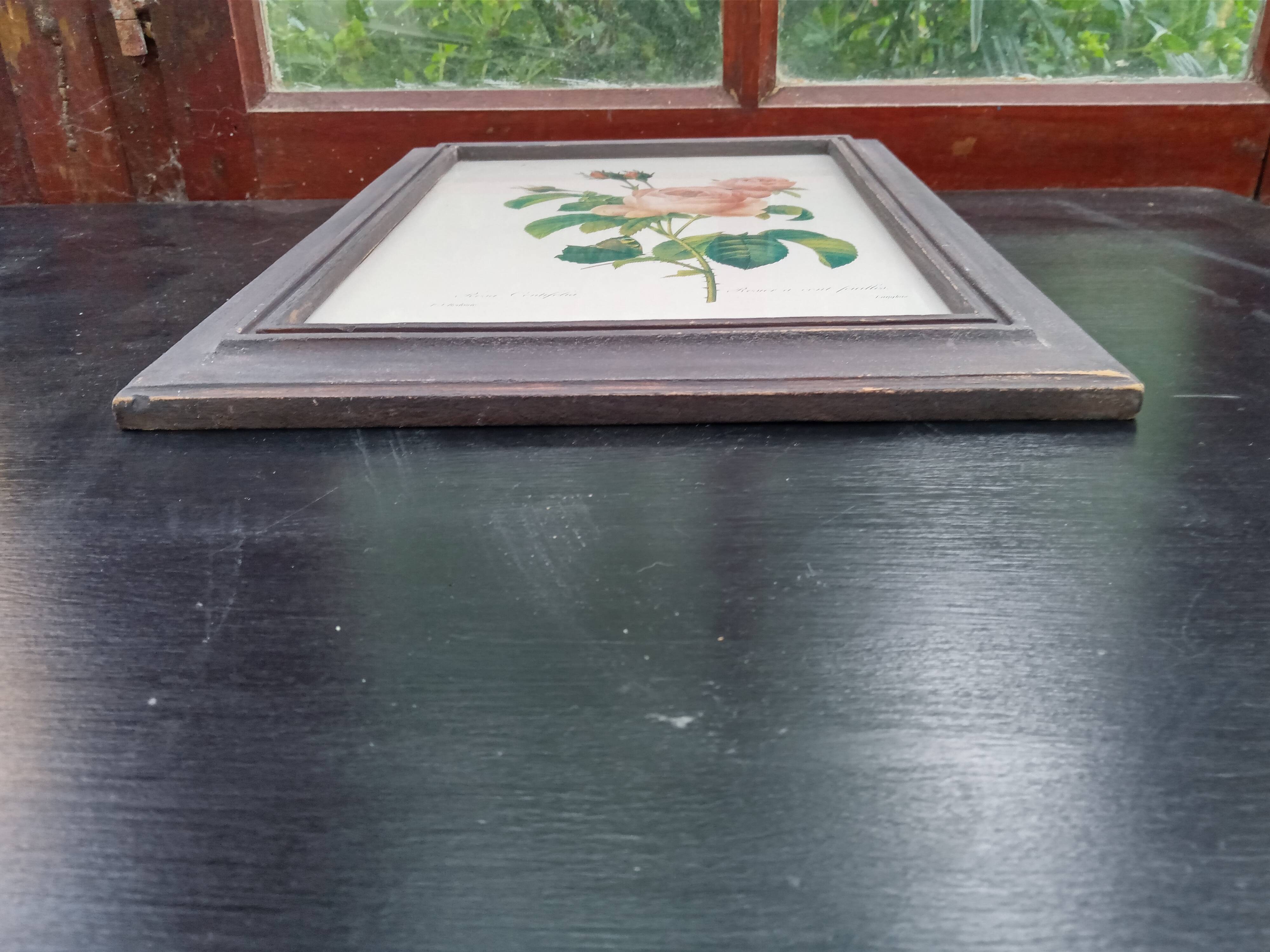 Botanical plate by Redouté