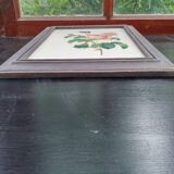 Botanical plate by Redouté