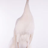 Ornate mounted white peacock