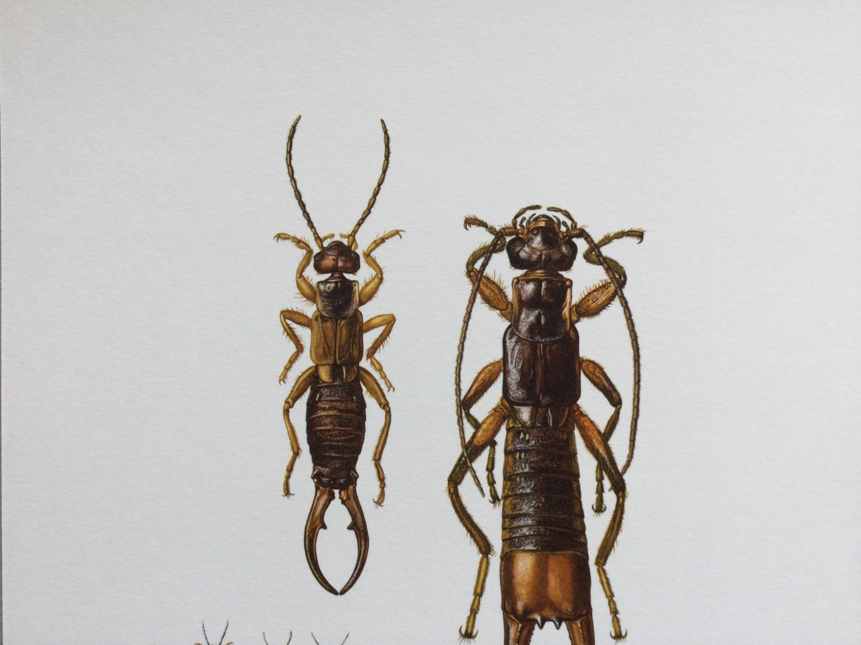 Illustration ancienne "insectes", années 60.