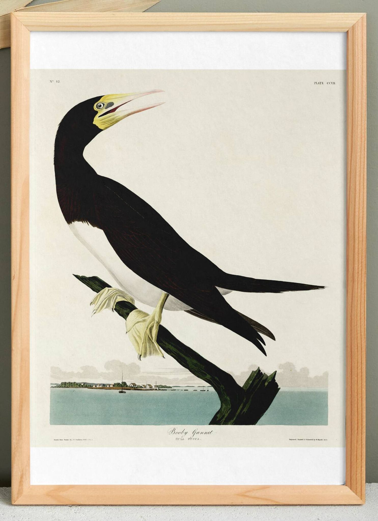 Poster about the Brown Fool, based on an old engraving from 1827.