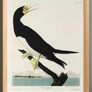 Poster about the Brown Fool, based on an old engraving from 1827.