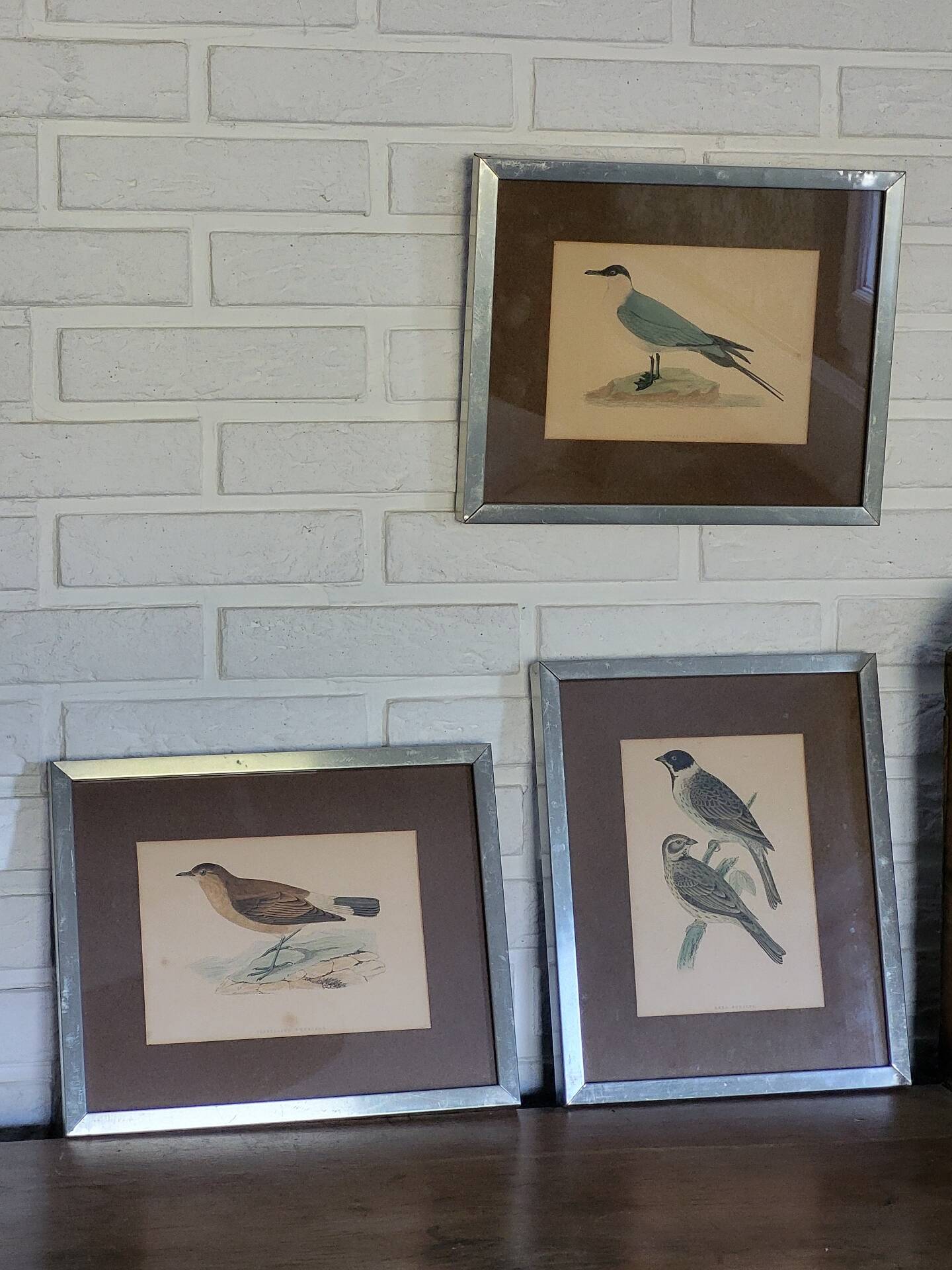 Bitterness birds