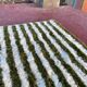 Tapis en laine pure marocaine vert et blanc taille 140 x 260 cm
